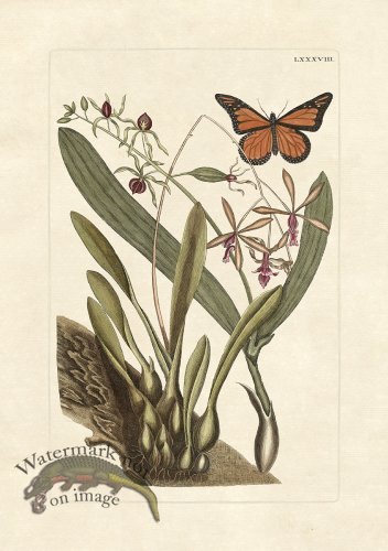 (image for) Olden Butterfly 88