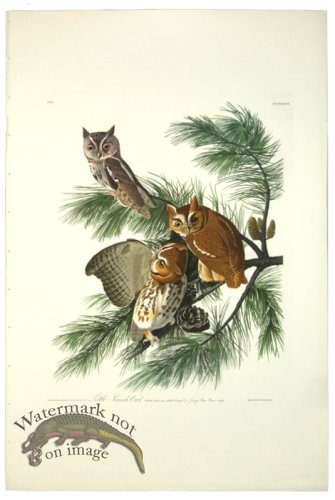 (image for) Little Screech Owl