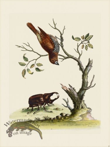 (image for) Edwards 040 Gowry