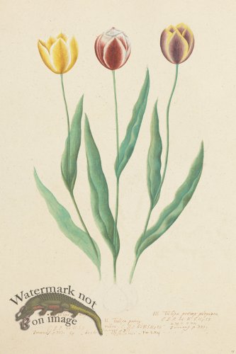 (image for) Blomboken 027