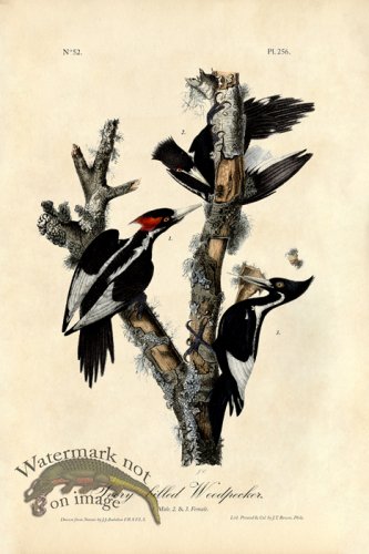 (image for) Ivory-billed Woodpecker