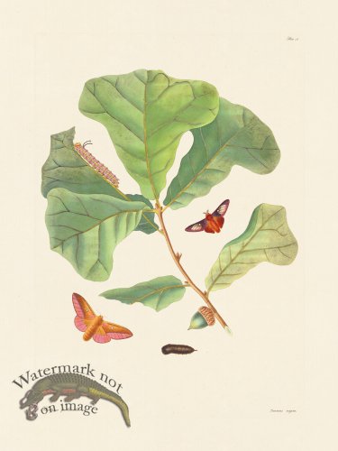 (image for) Abbot Butterfly 058