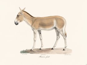 Cuvier 068 Female Hemione