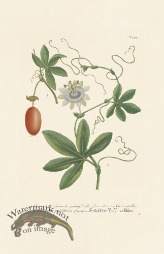 (image for) Weinmann PL 395