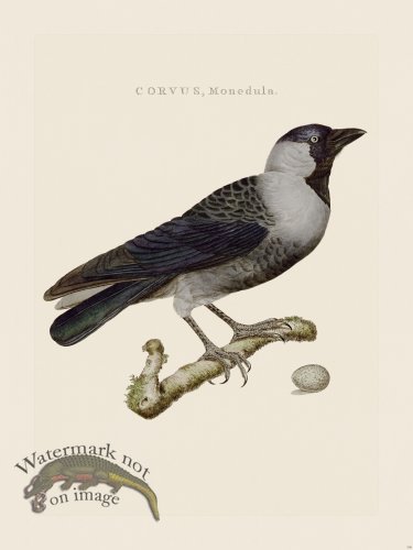 (image for) Nozeman Bird 139