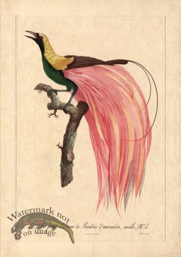 (image for) Barraband 02