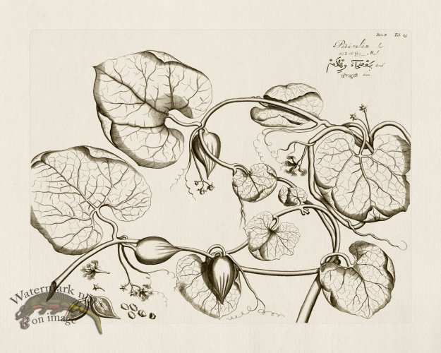 (image for) HORTUS VOl 08 15