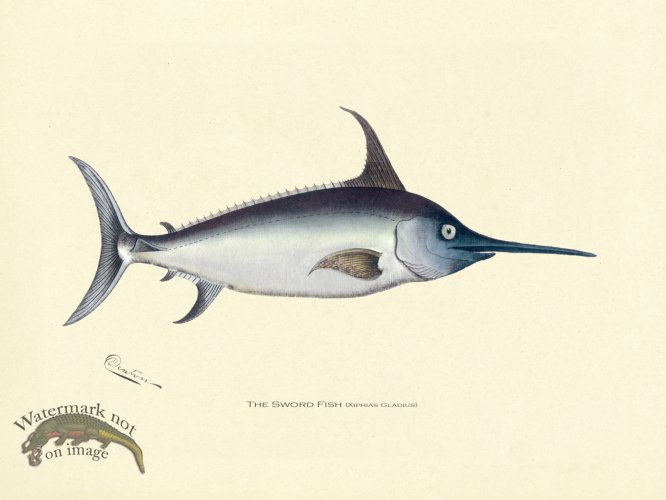 (image for) Sword Fish