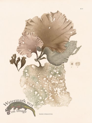 (image for) Oceanie 09