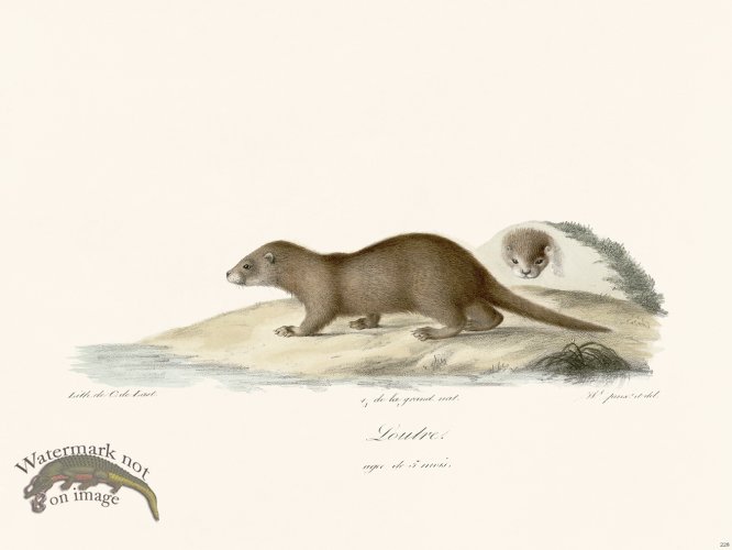 (image for) Cuvier 228 Louvre