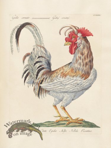 (image for) Manetti 213