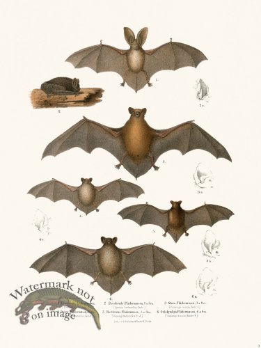 (image for) Bats of the World 03