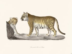 Cuvier 100 Young Half-Breeds Of Lion And Tigress
