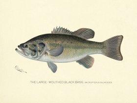 Bass_Large_Mouth