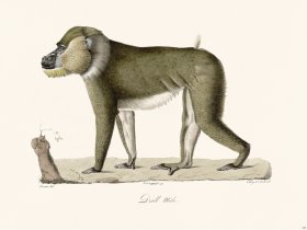 Cuvier 328 Male Drill