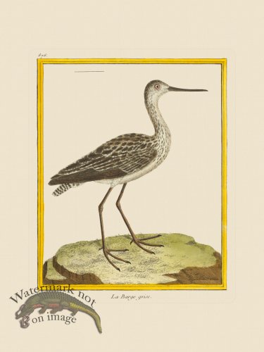 (image for) Martinet Bird 876