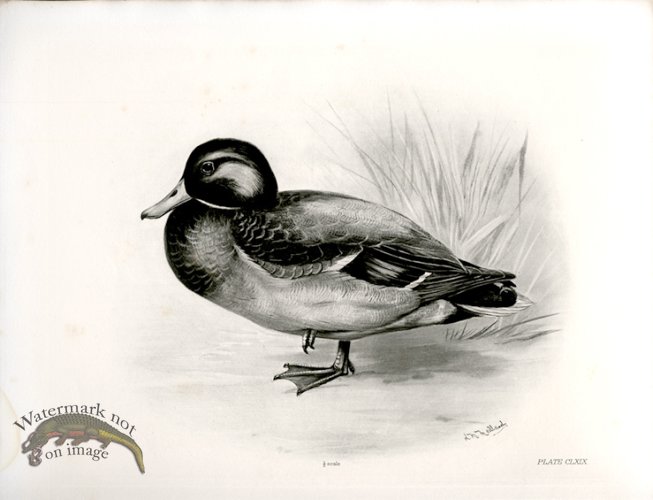 (image for) Bird 11 MALLARD OR WILD DUCK