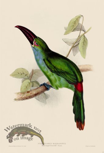 (image for) Blood-rumped Aracari