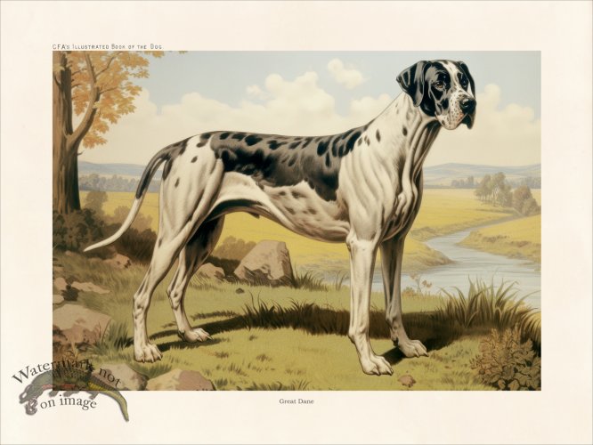 (image for) CFA Dog Great Dane