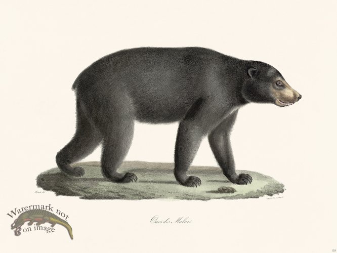 (image for) Cuvier 133 Sun Bear