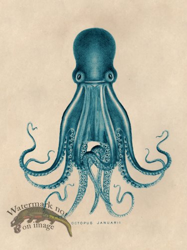 (image for) Octopus Teal 07