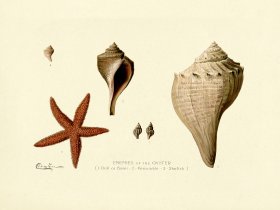 Enemies of the Oyster