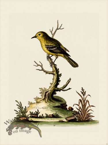 (image for) Edwards 079 Indian Fly-catcher