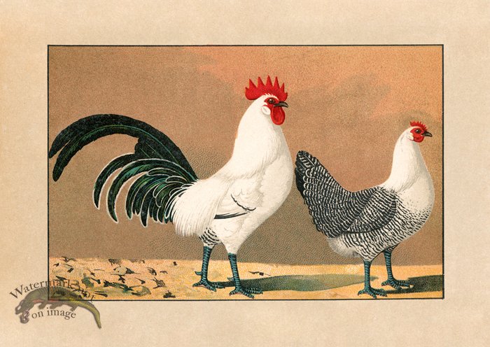 (image for) Chicken 14