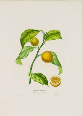 Poiteau Citrus 15