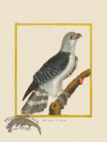 (image for) Martinet Bird 473