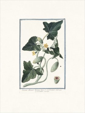 Bonelli 064 Cocombre Sauvage