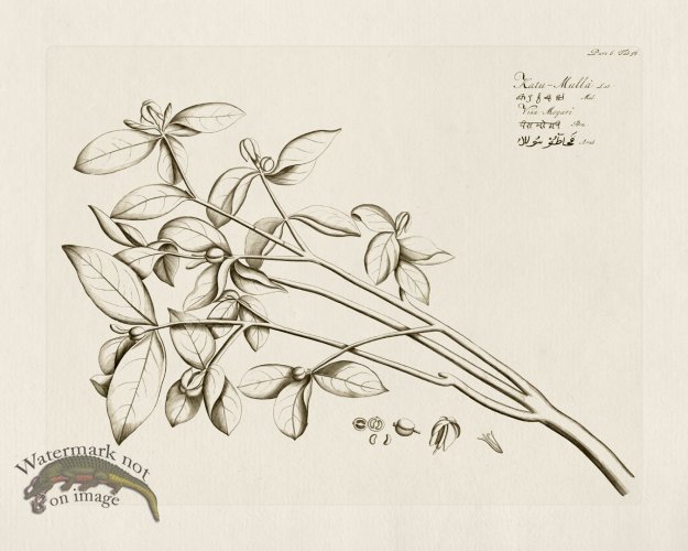 (image for) HORTUS VOl 06 56