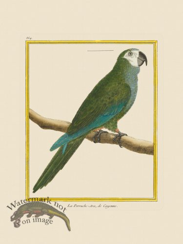 (image for) Martinet Bird 864