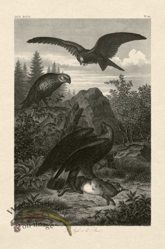 (image for) Hoefer Tree 29