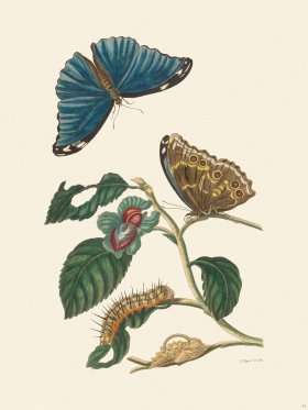 Merian Metamorphosis 53