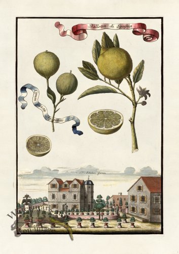 (image for) Volckamer 035