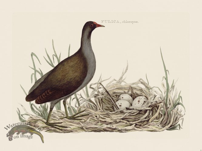 (image for) Nozeman Bird 064