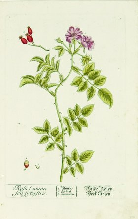 Blackwell German 056