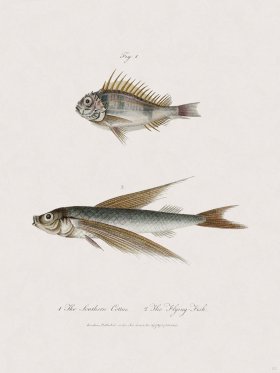 52 New Holland Caffowary