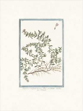 Bonelli 269 Wild Thyme