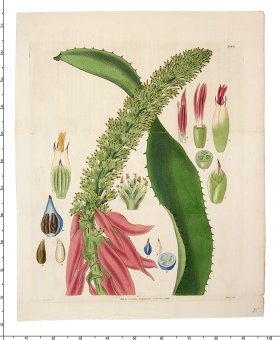 Curtis Botanical 061