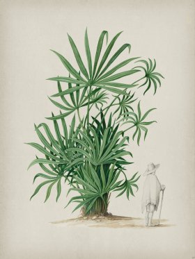 Andean Botanicals 037