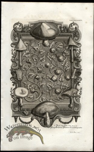 (image for) Scheuchzer 15