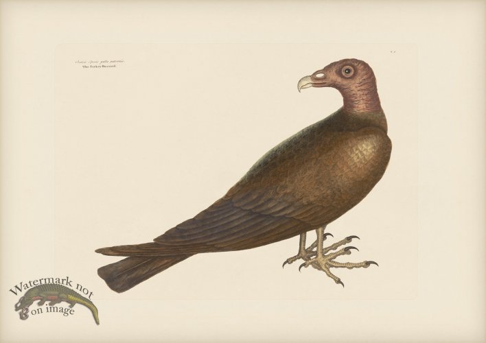 (image for) 006 Turkey Buzzard