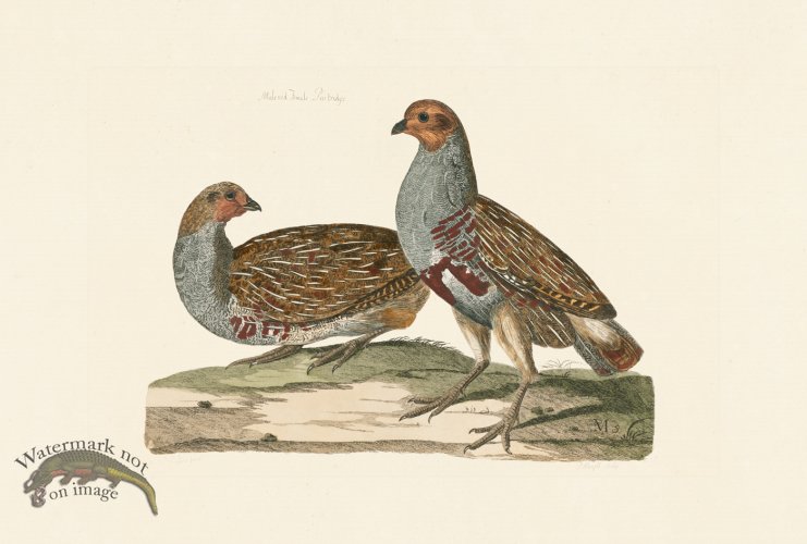 (image for) Pennant Zoology 105