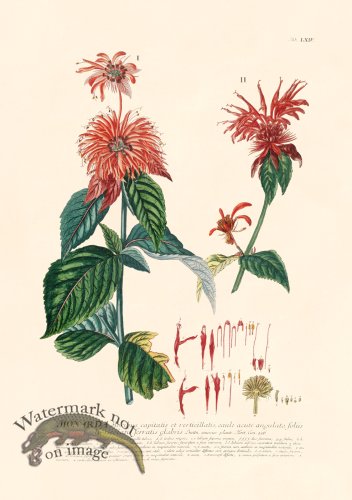 (image for) Trew Botanical 64