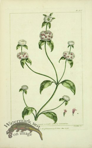 (image for) Philip Miller 067