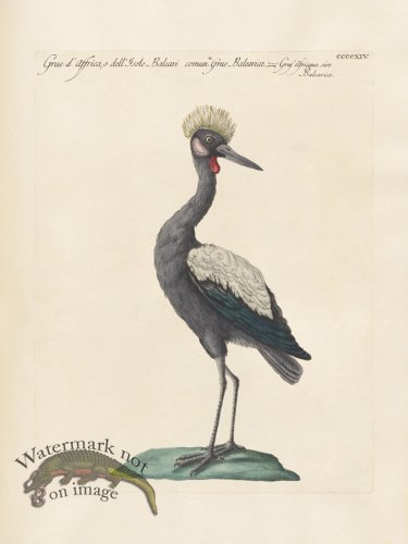 (image for) Manetti 414