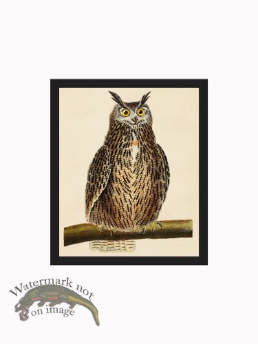 (image for) Rudbeck CFA_BF 42 Great Horned Owl