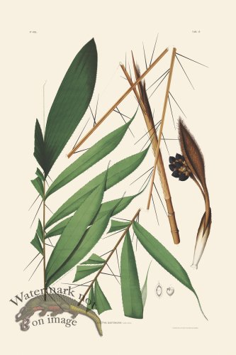 (image for) Rodrigues Palm Front 033